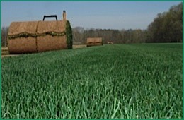 Kentucky Bluegrass
