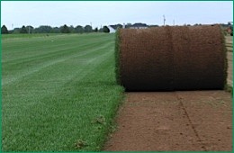 Tall Fescue