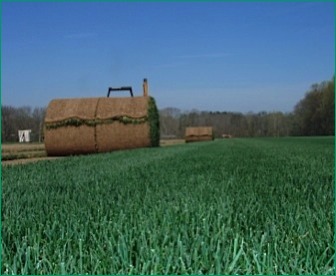 Large Sod Rolls